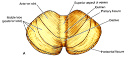 The cerebellum - Medical eBooks - Free High Quality Medical Ebooks
